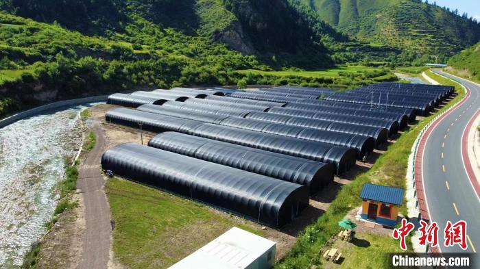 "90后"海归在甘南卓尼大峪沟种菌子