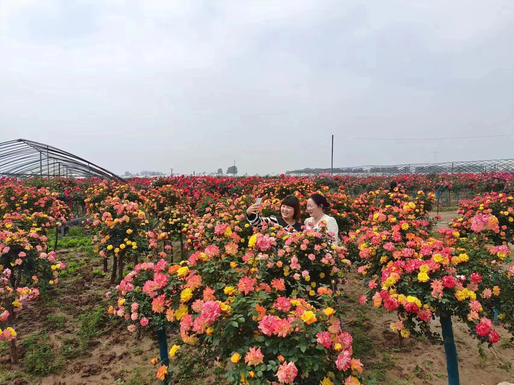 游客畅游万亩月季种植基地拍照留念。刘文举摄