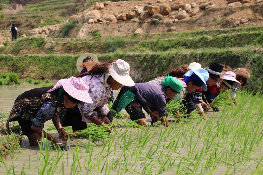 　　4月19日，元阳县沙拉托乡松树寨村的村民在哈尼梯田开展春耕播种。（陈萍 摄）