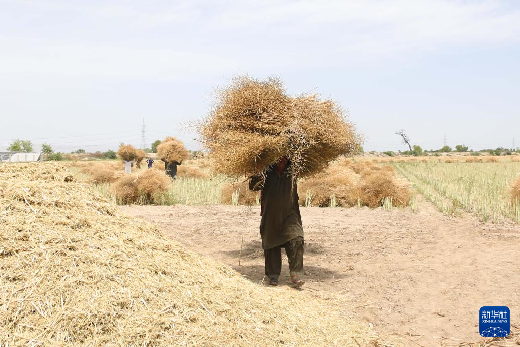 4月17日，农民在巴基斯坦东部旁遮普省珀格尔地区一处农田采用传统方式劳作。新华社发（艾哈迈德·卡迈勒摄）