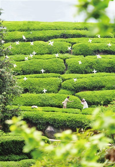 　　4月27日，游客在湖北省宜昌市夷陵区邓村乡三峡茶旅小镇的生态茶园里游览拍照。