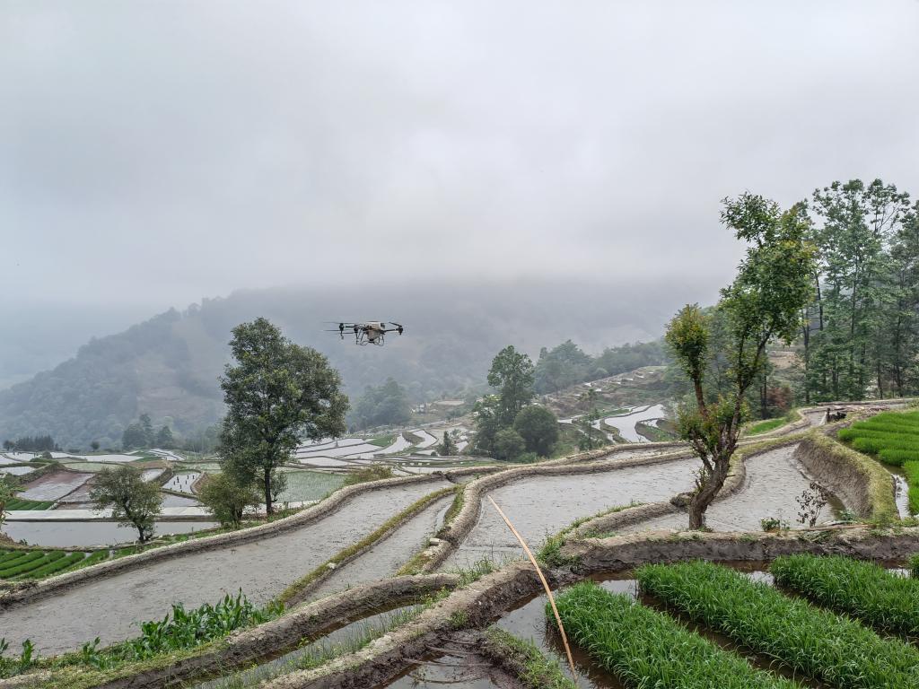 　　4月9日，元阳县牛角寨镇良心寨村运用无人机进行播种。（叶秉凤 摄）