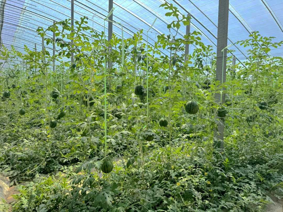 大棚中生长的西瓜长势良好.安芮琦摄