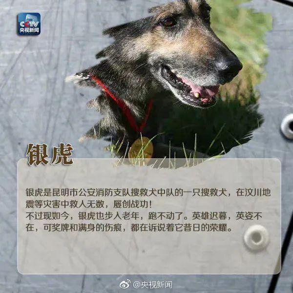 不同年龄的搜救犬也有一大批不同品种,在汶川地震中,常在山地搜救行动