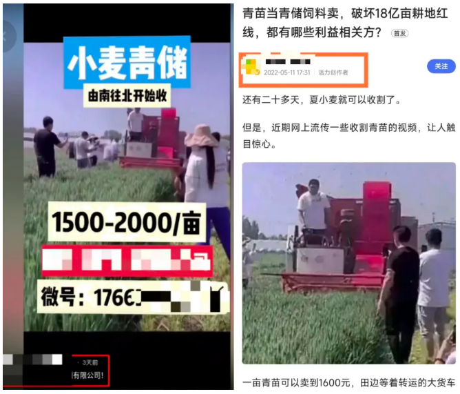 左图为自媒体近期发布的1条小麦青储视频，经核查与2022年发布的帖文图片（右图）相同，为旧图新发