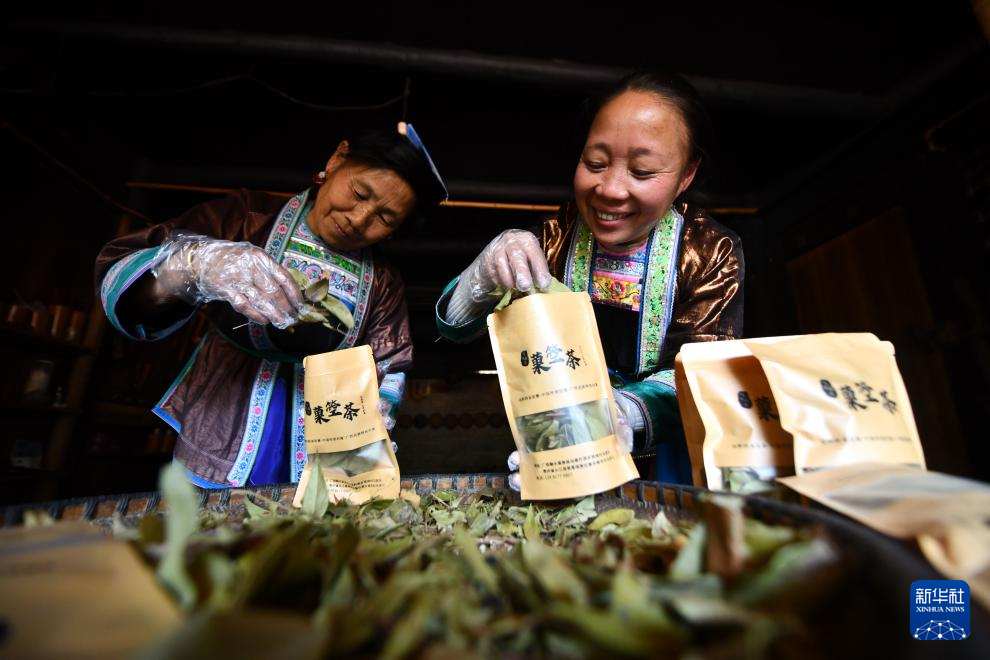   在乌英苗寨，梁足英（右）和妈妈梁英迷在包装当地野生茶叶（2022年10月14日摄）。 新华社记者 黄孝邦 摄
