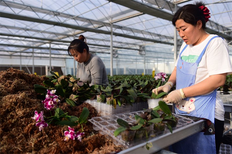 4月25日，盐山县小营乡蝴蝶兰种植基地的农民在移栽蝴蝶兰。