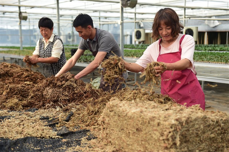 4月25日，盐山县小营乡蝴蝶兰种植基地的农民在整理种植基质。新华社记者 王民 摄