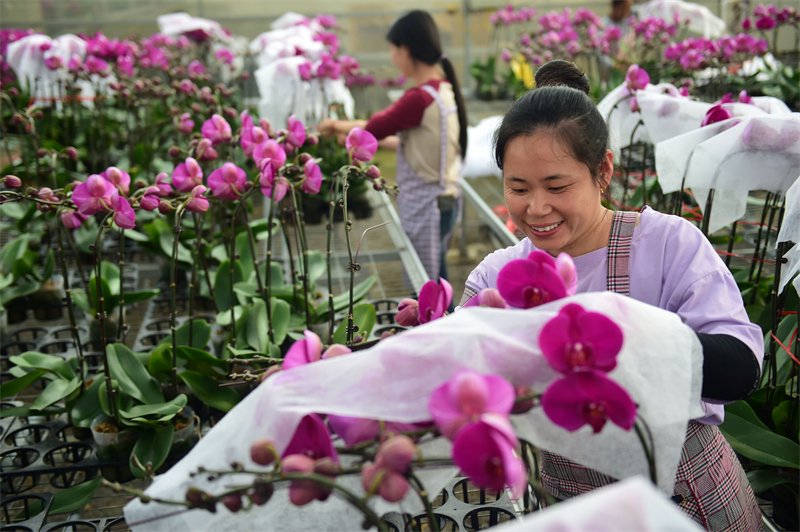 4月25日，盐山县小营乡蝴蝶兰种植基地的农民为客户打包成品蝴蝶兰。新华社记者 王民 摄