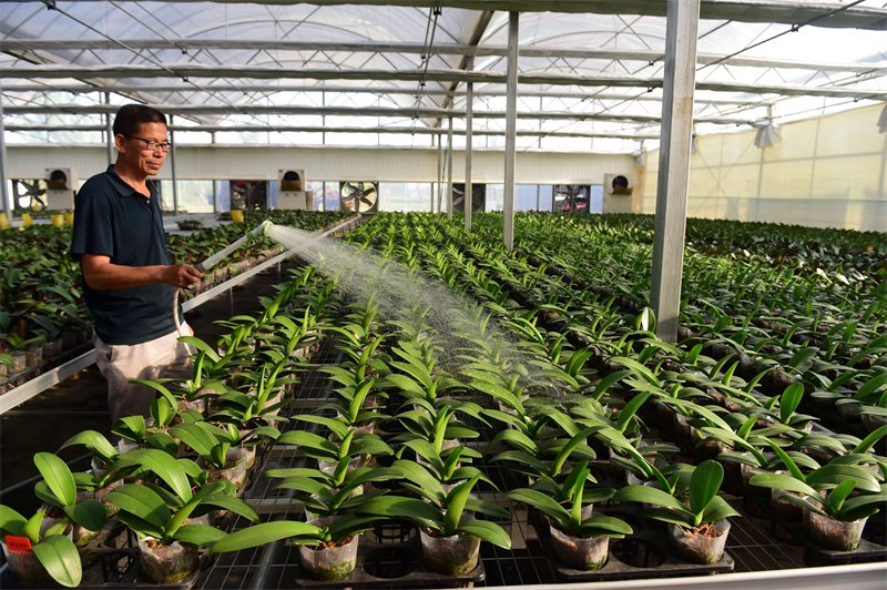 4月25日，盐山县小营乡蝴蝶兰种植基地的农民为蝴蝶兰幼苗浇水。新华社记者 王民 摄