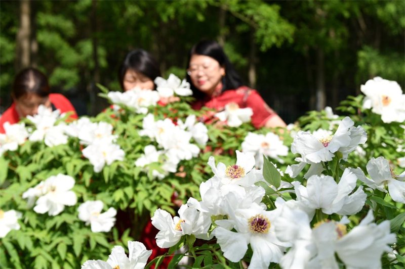 4月26日，游客在阜城县牡丹观光园内赏花。新华社记者 王晓 摄