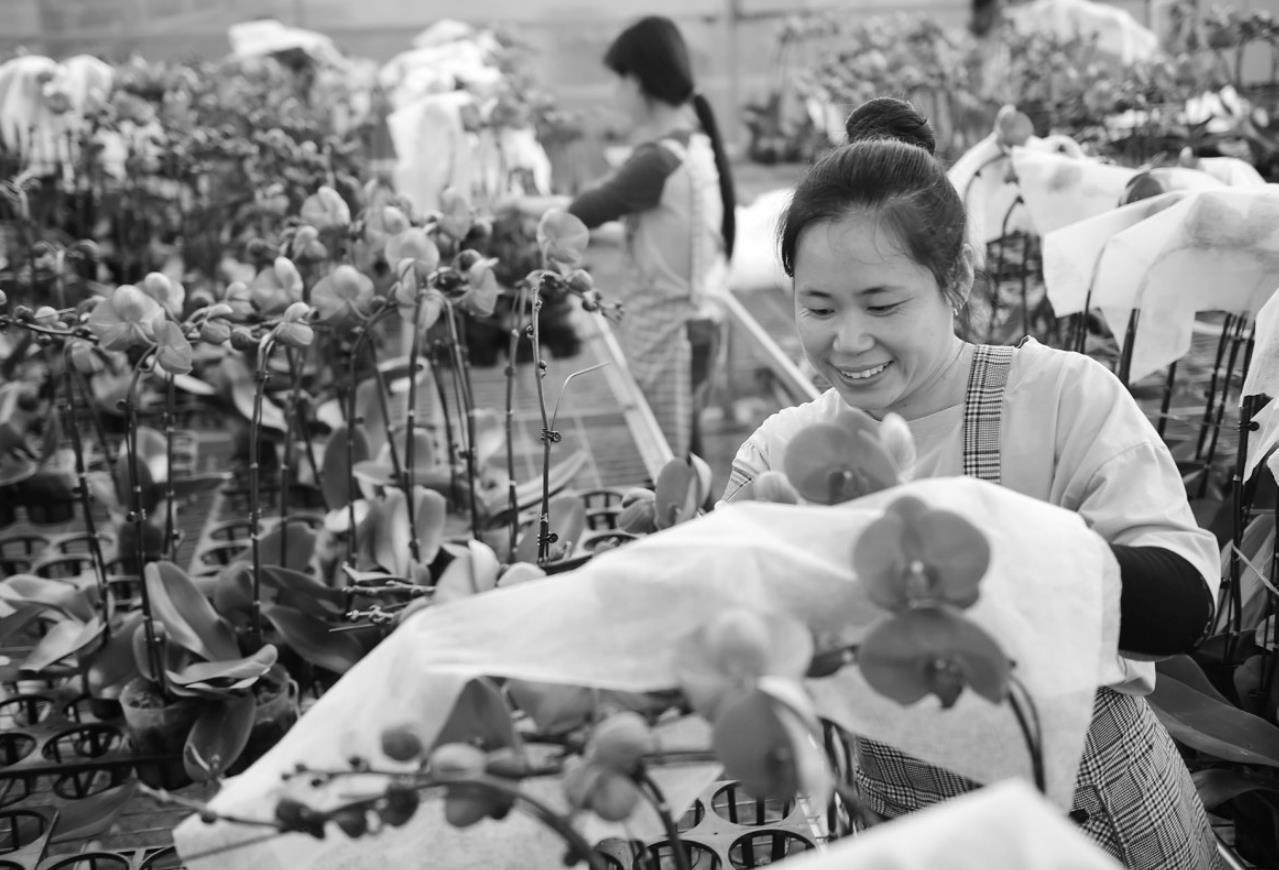 盐碱地上盛开致富花|盐山县_新浪财经_新浪网