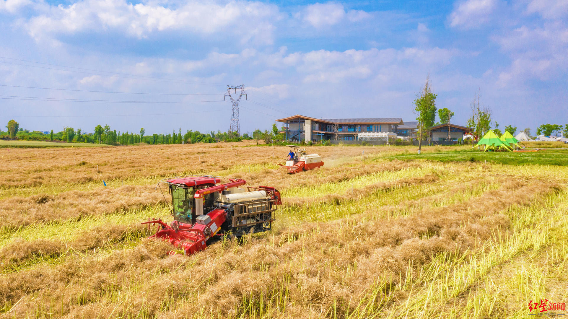 收菜籽，打麦子了！环城生态区小春季采收开始