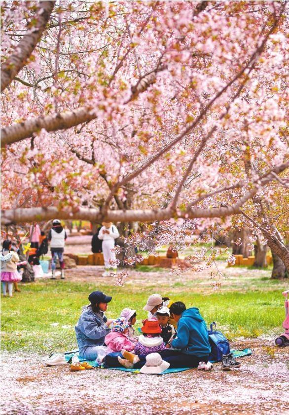 即日起至5月中旬，正是大连旅顺樱花盛开的最佳观赏期，游客在假期开启一场浪漫的樱花之旅。 祝 龙 摄