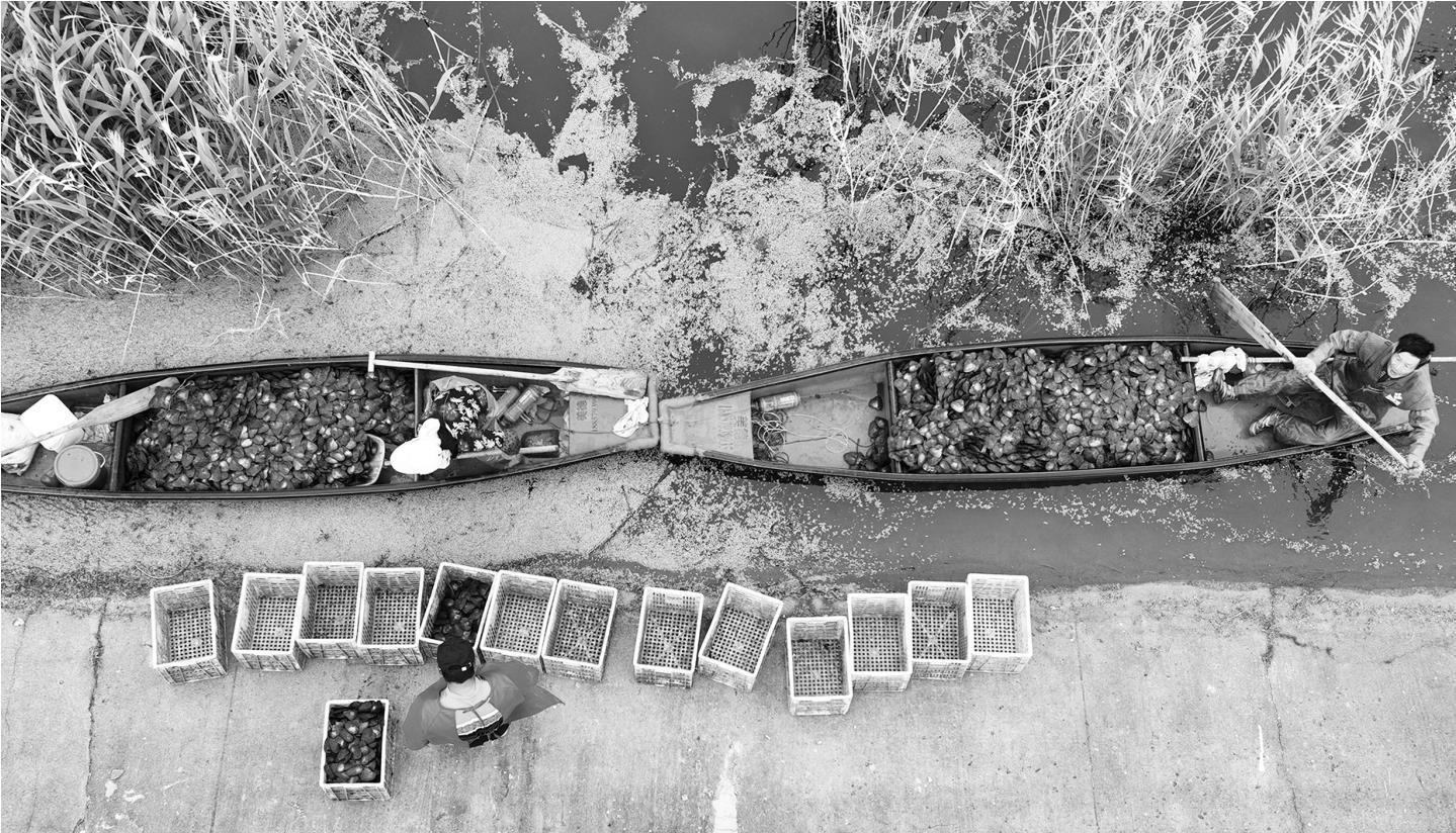 下图：4月27日，蚌农在泗洪县魏营镇先锋水库水面收取待培育珍珠的河蚌（无人机照片）。