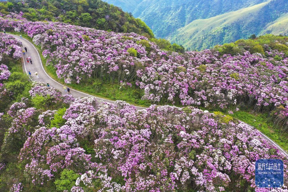 4月26日,游客在湖南省永州市双牌县阳明山国家森林公园杜鹃花海景区