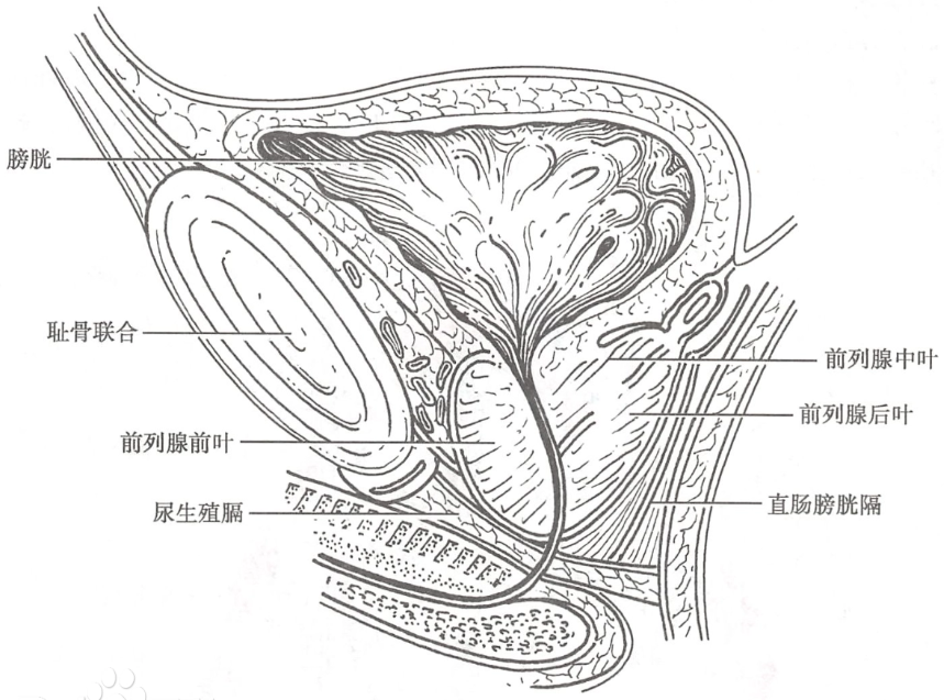 前列腺的位置来源：网络