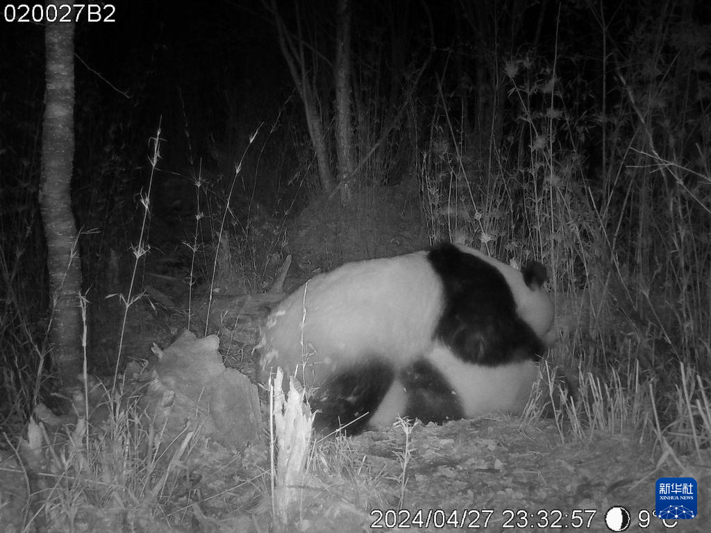 红外相机拍摄到的野生大熊猫交配画面。（大熊猫国家公园白水江分局供图）