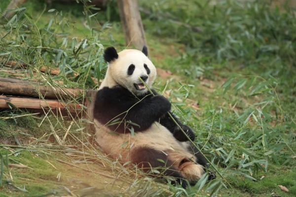 上图分别为“金喜”、“茱萸” 图片来源：成都大熊猫繁育研究基地