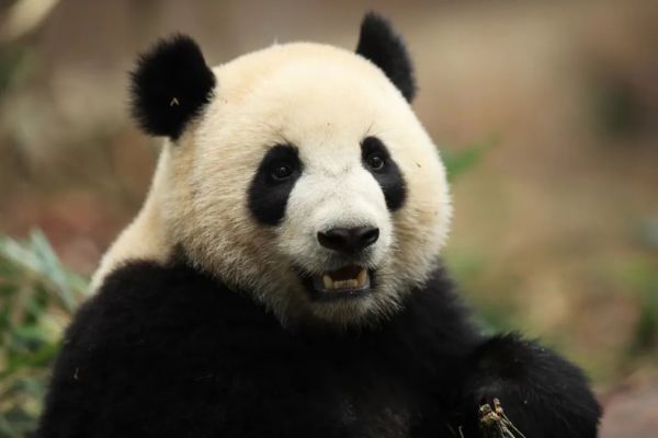 上图分别为“金喜”、“茱萸” 图片来源：成都大熊猫繁育研究基地