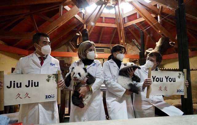 马德里动物园举行大熊猫幼崽命名仪式。（图据人民日报）