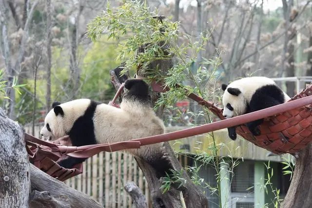 大熊猫友友和久久在西班牙马德里动物园内玩耍。（图据新华社）