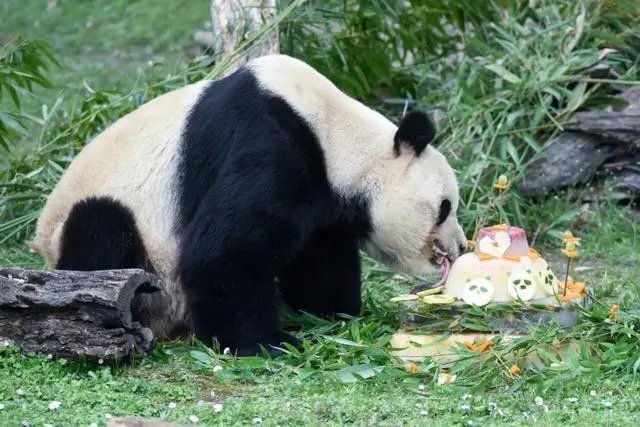大熊猫“冰星”在马德里动物园举办的欢送仪式上吃蛋糕。（图据新华社）