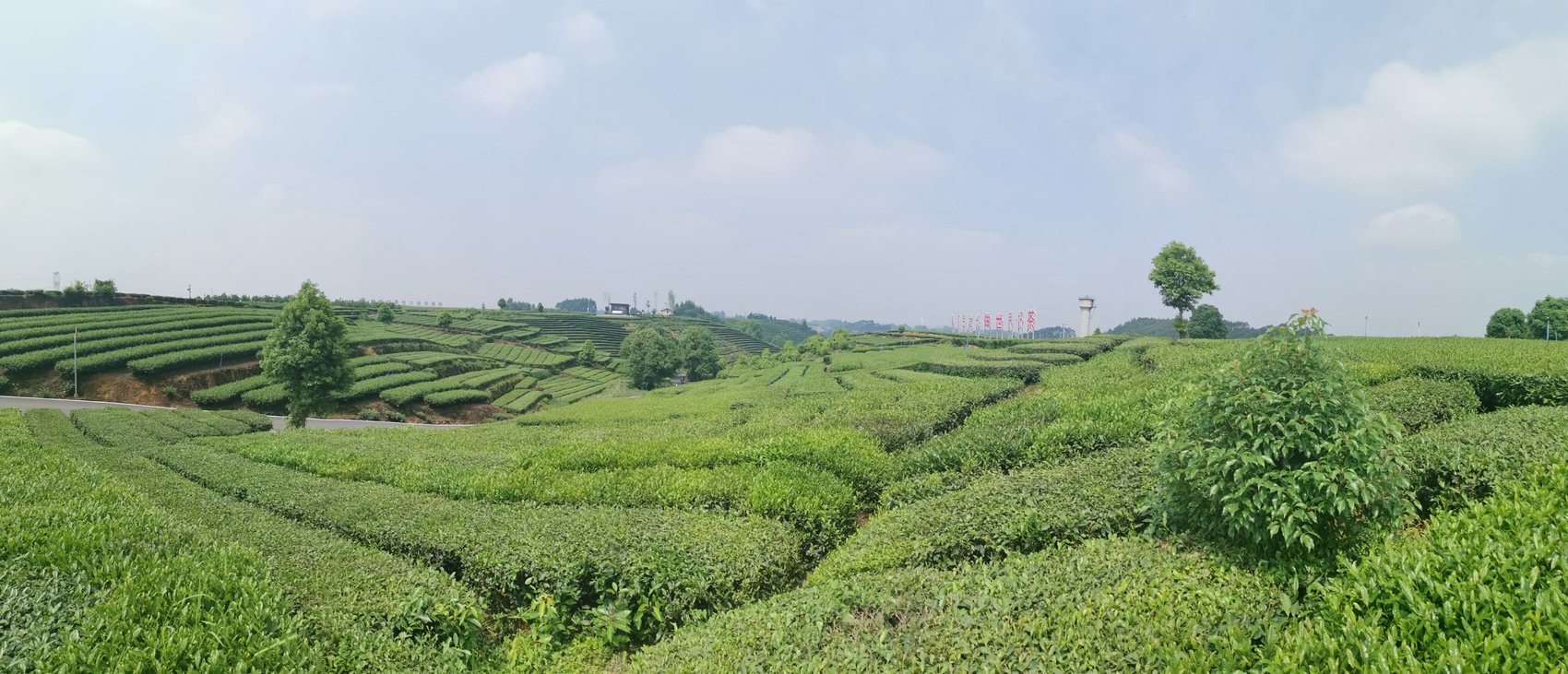 位于夹江县吴场镇的出口茶备案基地。