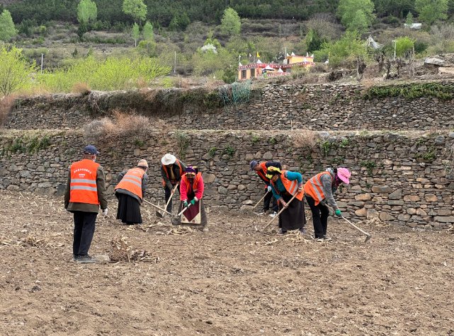 孔龙村村民正在播种油菜育种材料。
