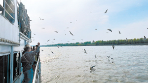 　　记者提前登上游船，体验与江鸥的亲密互动。本报记者 刘达齐摄
