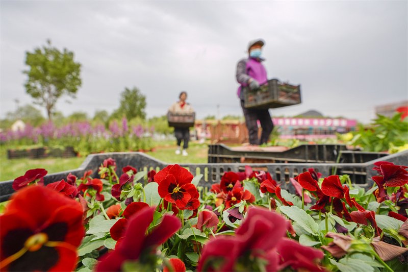 4月28日，工人在遵化市一景区搬运花卉。新华社发（刘满仓摄）