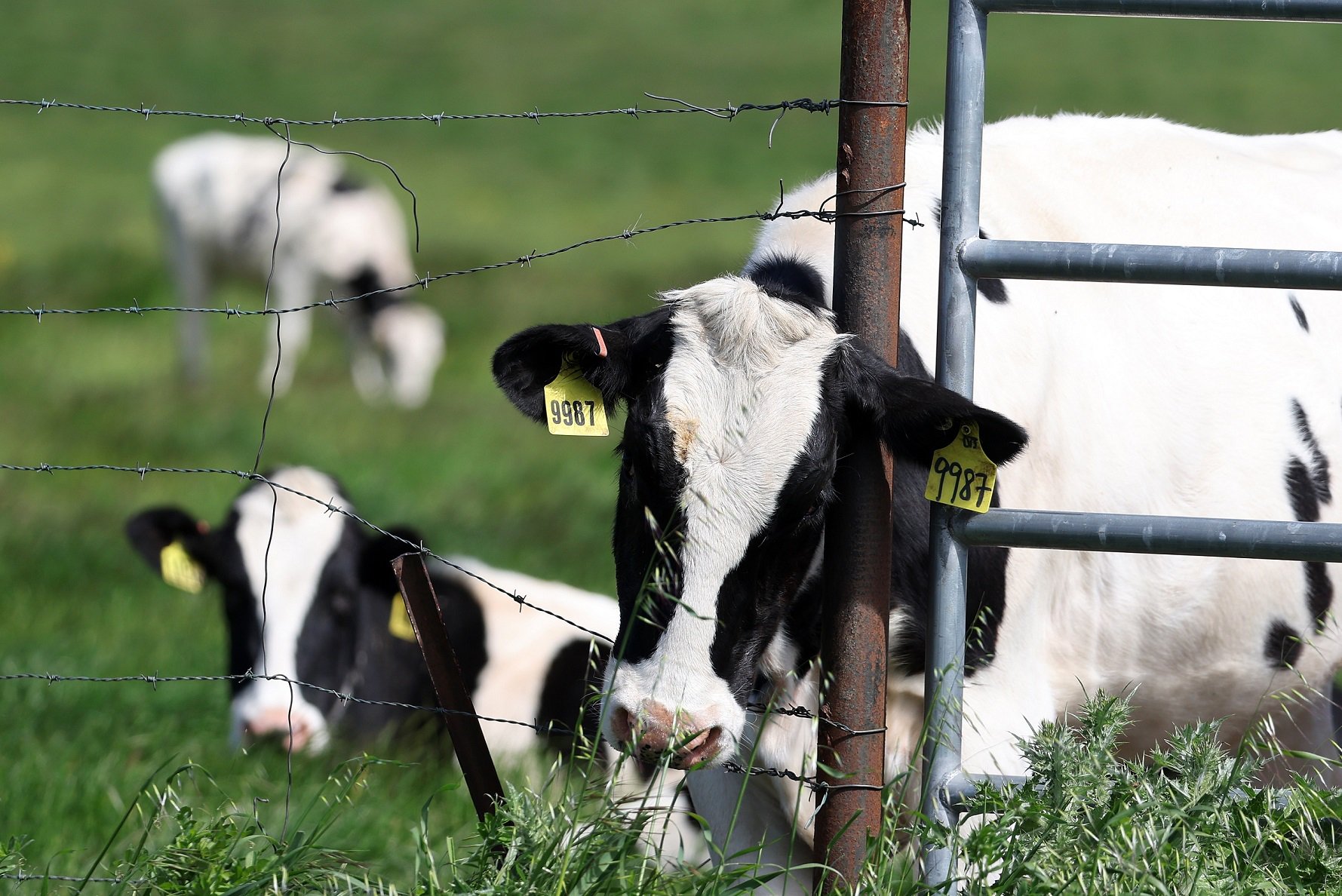 当地时间2024年4月26日，美国加州帕塔鲁马，奶牛在一个奶牛场吃草。图片来源：视觉中国