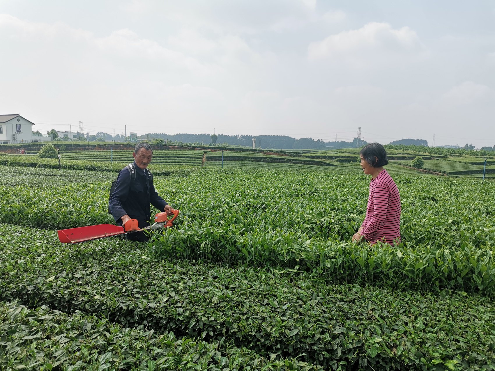 茶农正在用手持采茶机采收鲜叶。
