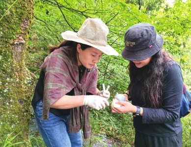 在珙县王家镇四里坡原始森林，科研人员正在收集珙桐花标本。 伍雪梅摄