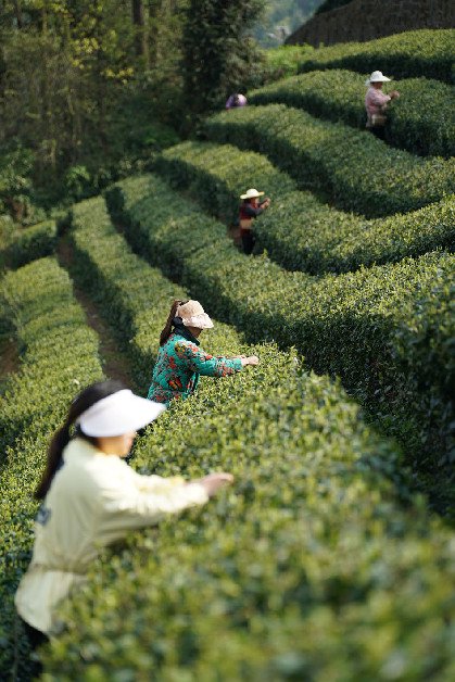 3月27日，茶农在安康市汉滨区双龙镇一处茶山上采茶。 记者　邵瑞　摄