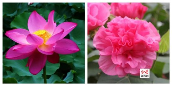 左图为"水芙蓉",右图为"木芙蓉"&nbsp;图片来源:成都市植物园