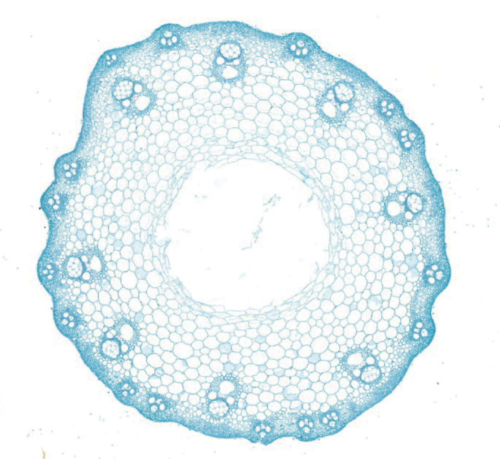 4月28日拍摄的水稻穗茎节横切面(显微摄影).