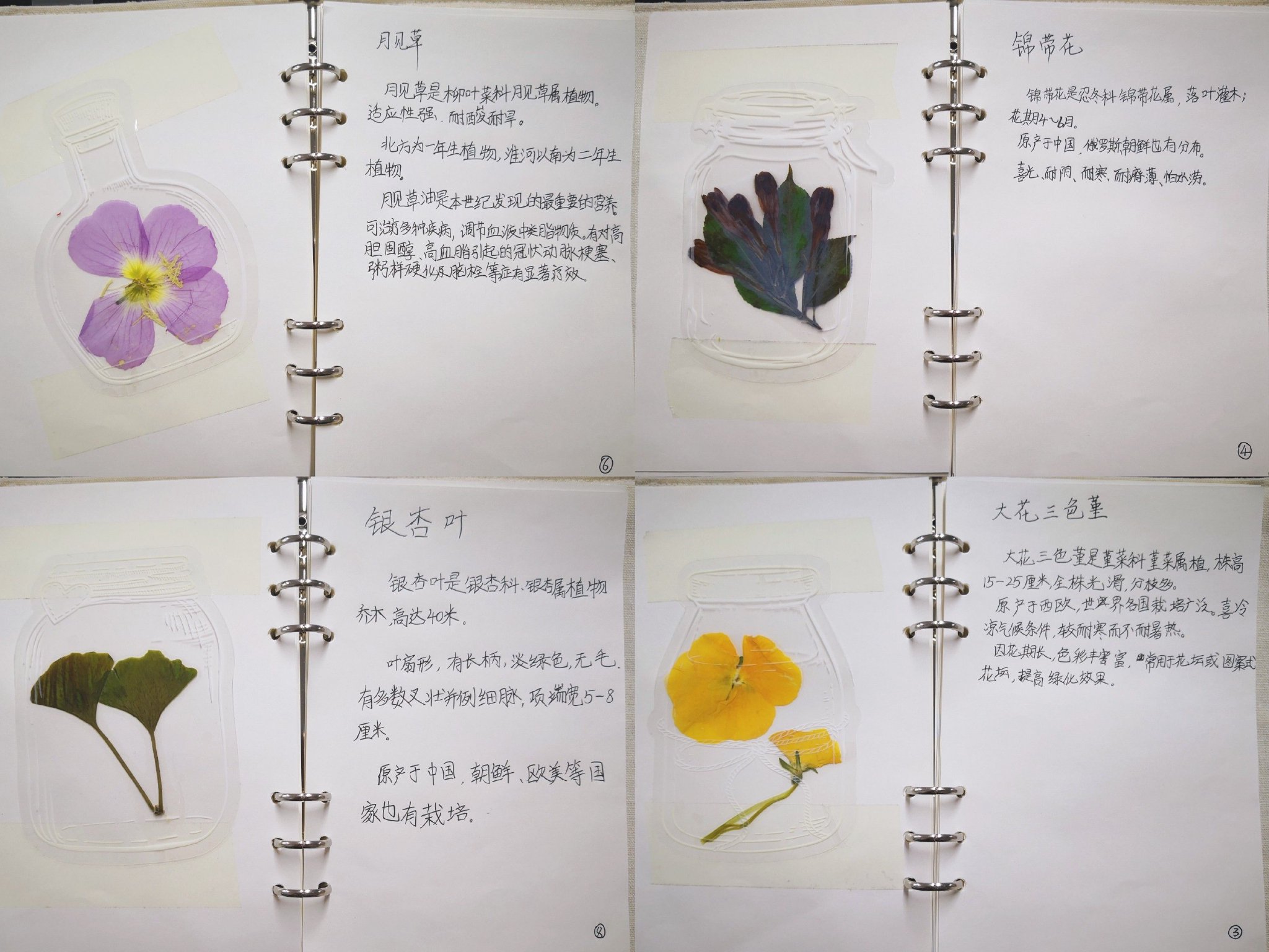 金水区工人第一新村小学: 探索植物世界,感悟生命之美