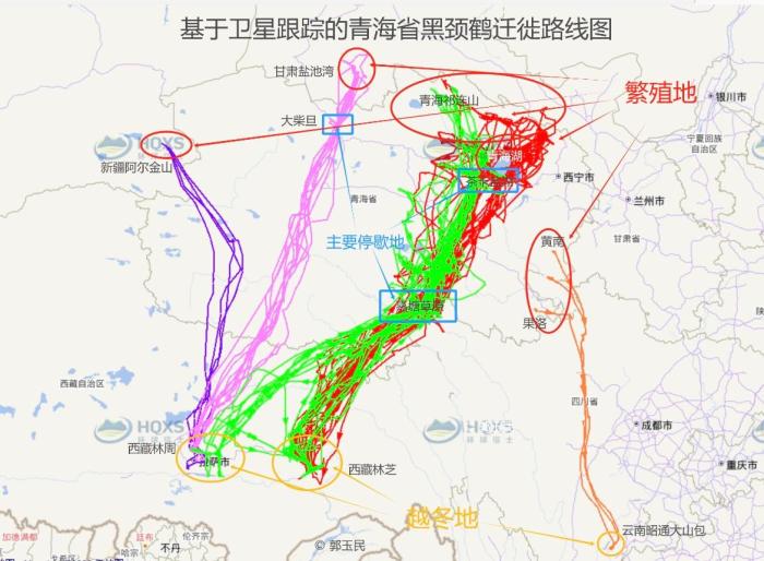 图为基于卫星跟踪的青海省黑颈鹤迁徙路线图。青海省林草局供图