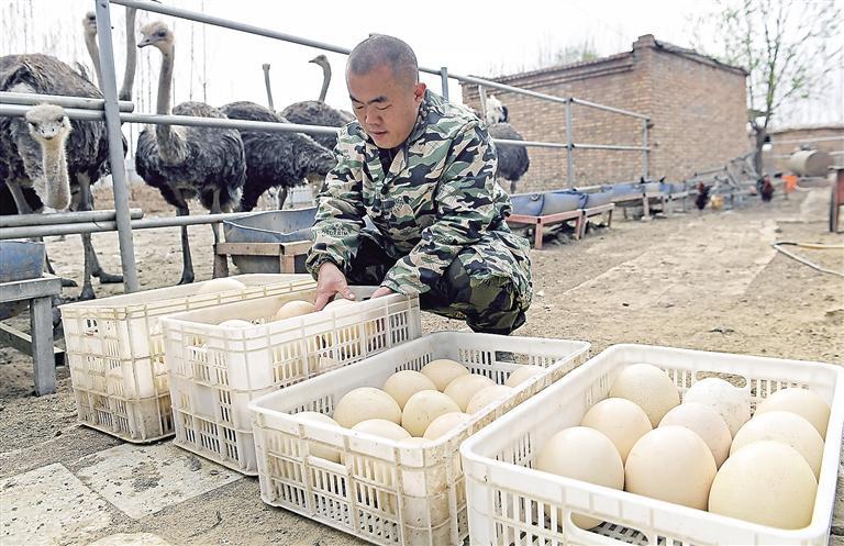 近日,在大城县大尚屯镇东魏各庄村鸵鸟养殖基地,一只只灰黑色的鸵鸟