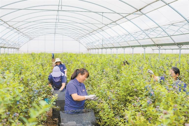 云南红河（国际）蓝莓示范区忙碌的蓝莓采收季。