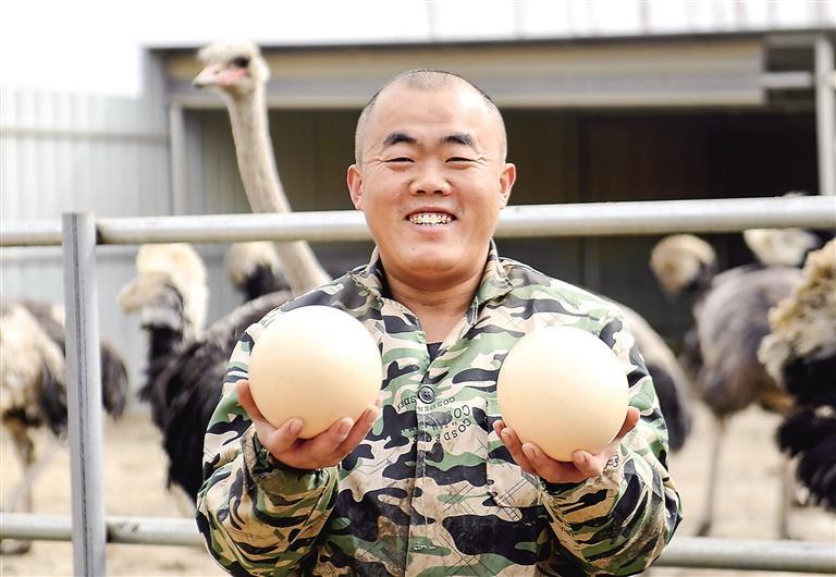 近日,在大城县大尚屯镇东魏各庄村鸵鸟养殖基地,一只只灰黑色的鸵鸟