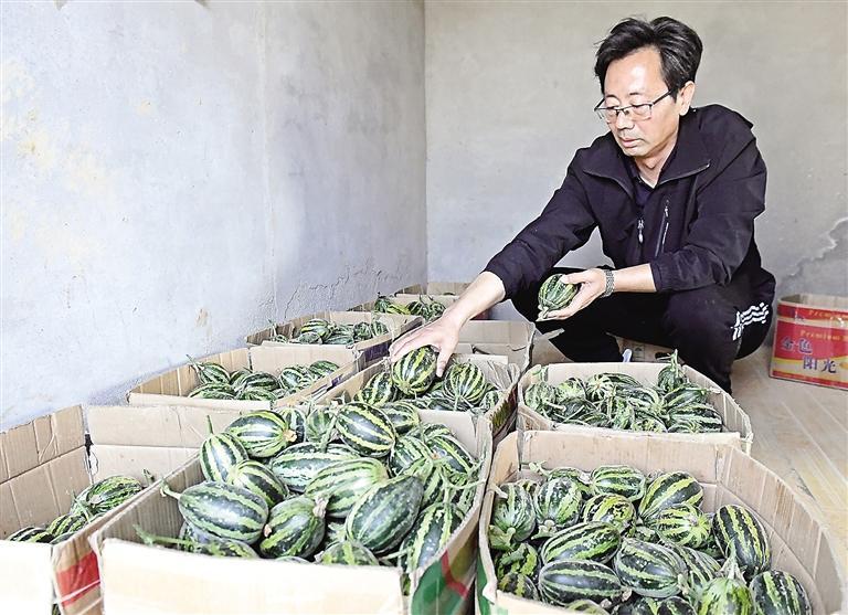 大城:发展特色种植 助力乡村振兴