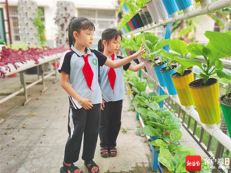 　儋州市白马井镇藤根小学学生观察自己种植的蔬菜。学校供图