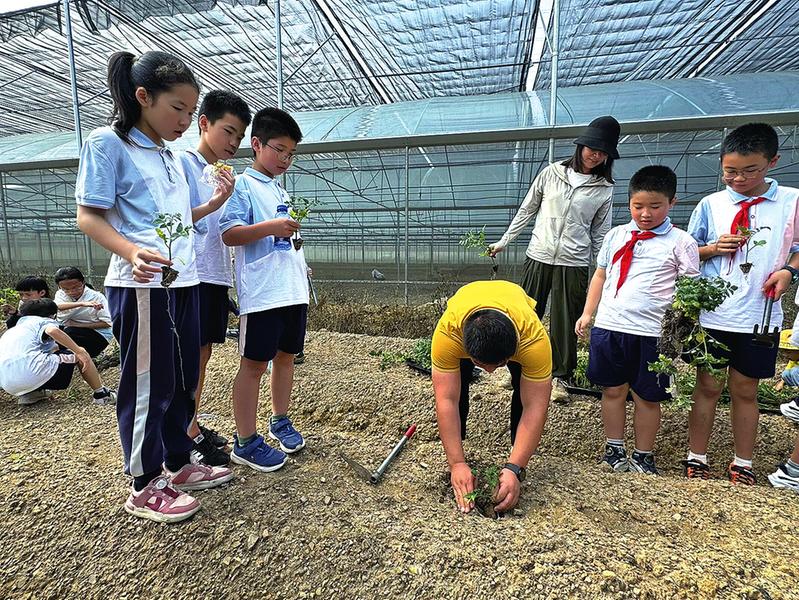     南宁市滨湖路小学教育集团英华校区学生在老师的指导下学习蔬菜种植    （学校供图）