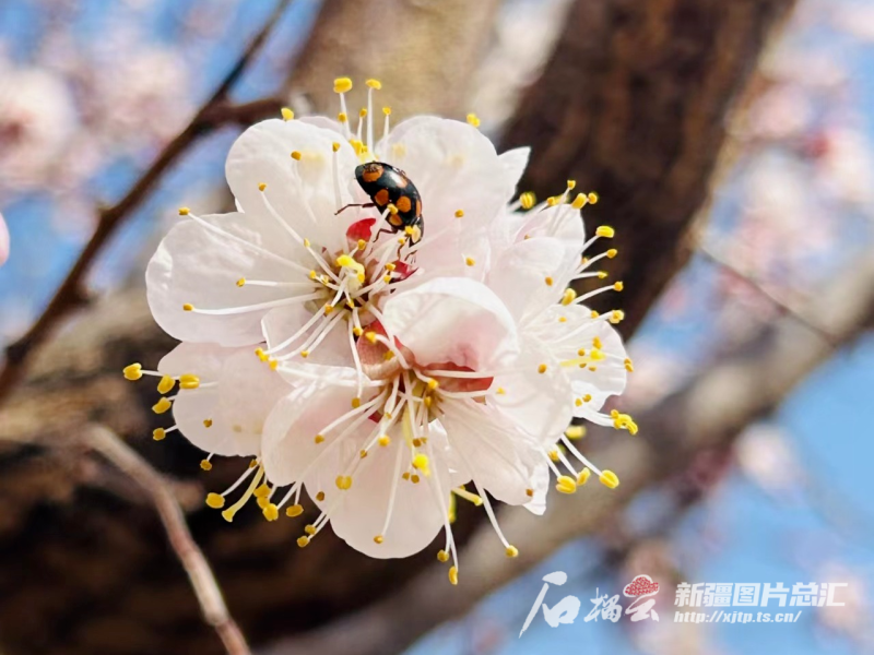 伊宁县青年农场盛开的桃花。吴一虹摄