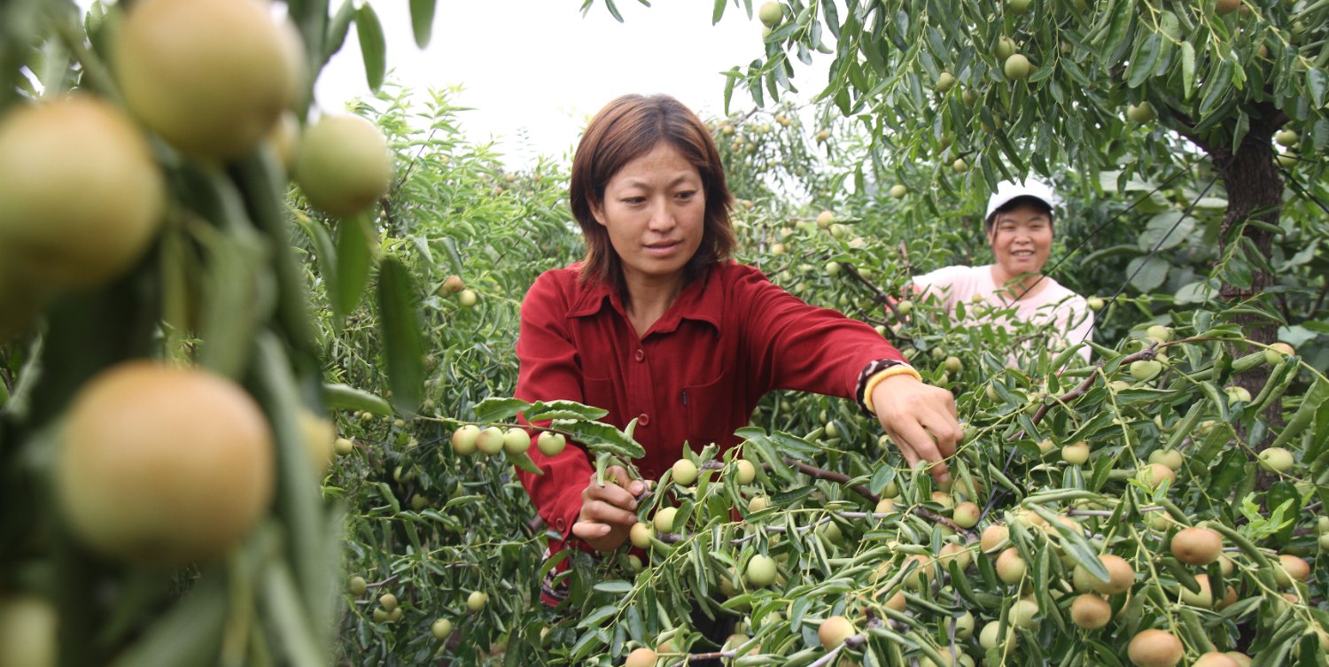 游客在庙上乡鲜枣特色小镇的枣园采摘鲜枣