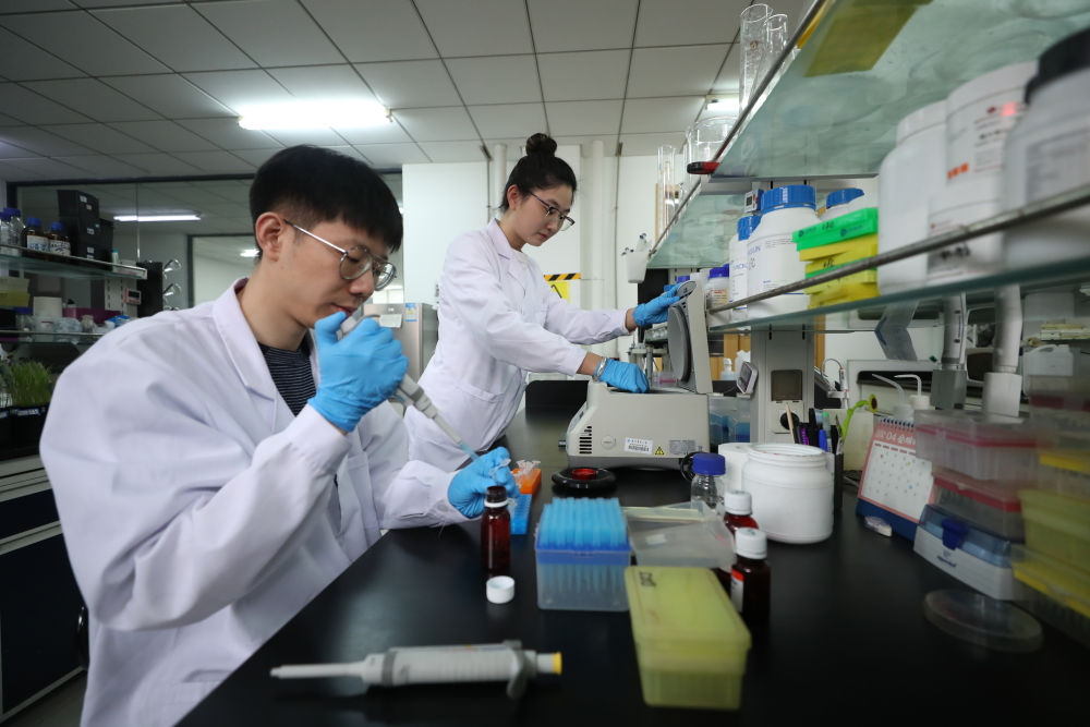 　　↑4月28日，实验室工作人员在进行水稻分子生物学实验。新华社记者 杨青 摄