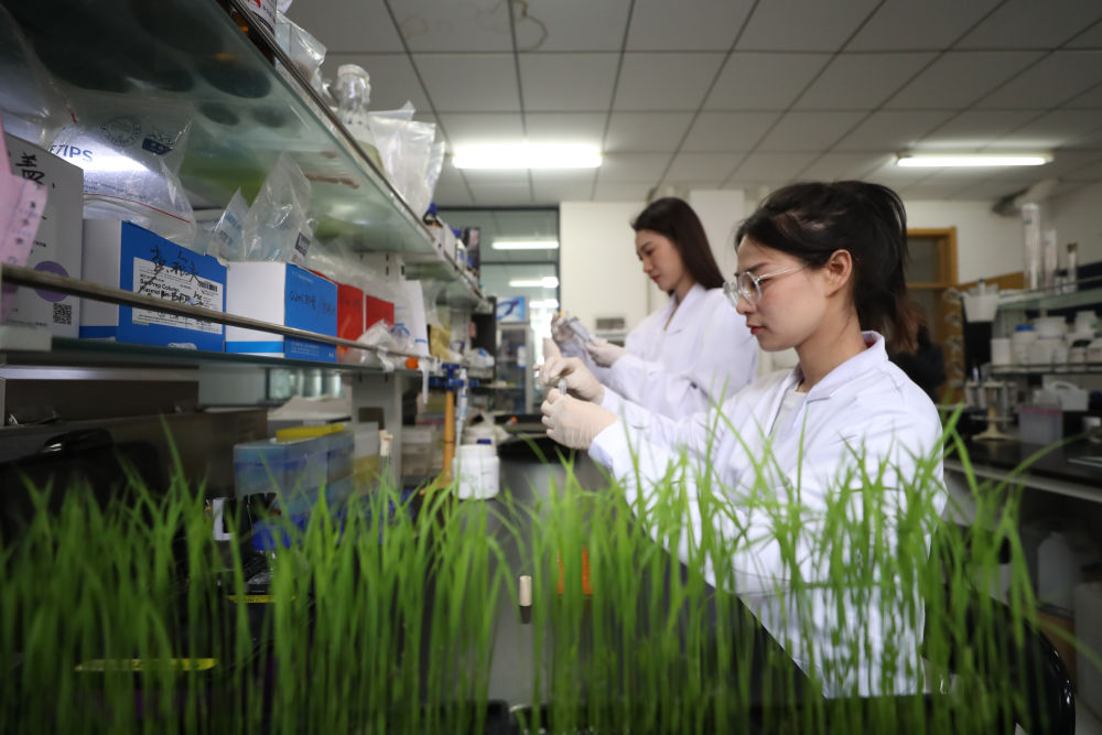 　　↑4月28日，实验室工作人员在进行水稻分子生物学实验。新华社记者 杨青 摄