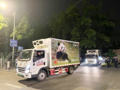 大熊猫“金喜”“茱萸”从成都启程前往西班牙。成都大熊猫繁育研究基地供图